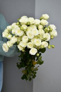 Кустовая роза Мисс Бомбастик 60 см.