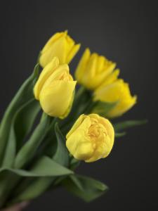 Желтый тюльпан
