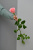 Розы Софи Лорен (Sophie Loren) 70 см.