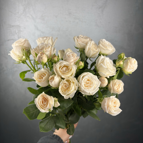 Белая пионовидная кустовая роза сорт PRINCESS BOMBASTIC 70см