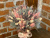 Букет из сухоцветов и ароматной лаванды из Прованса