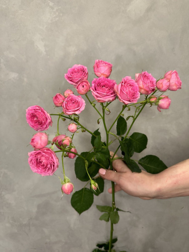 Кустовая роза Супер сенсейшн 60см