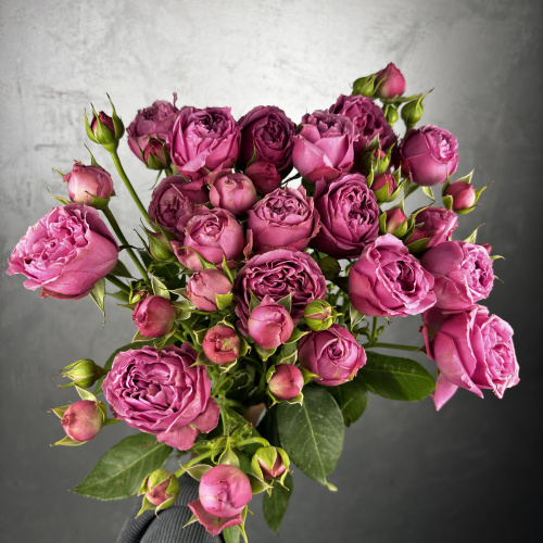 Розовая пионовидная кустовая роза сорт MISTY BUBBLES 60см