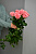 Розы Софи Лорен (Sophie Loren) 70 см.