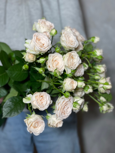 Кустовые розы Софи 80 см.