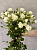 Кустовая роза Вайт баллунс 60 см.