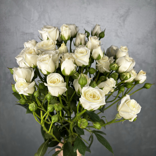 Белая кустовая роза сорт SNOWY BUBBLES 60см
