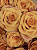 Розы Испания (Ispania) 60 см.