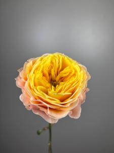 Пионовидная роза