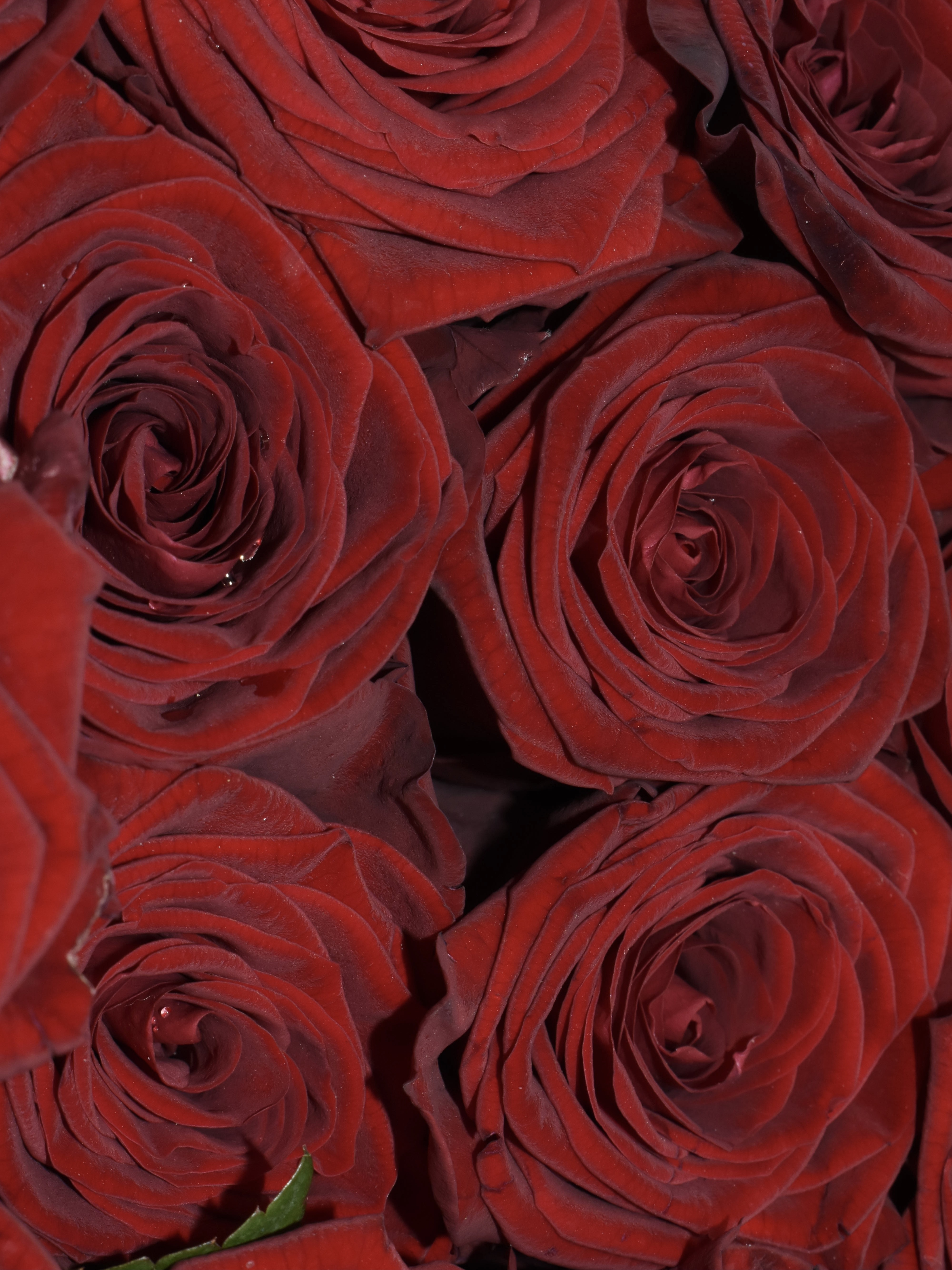 Ред Наоми роза 80 см