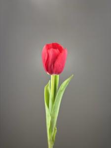 Тюльпаны красные