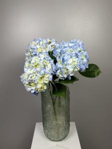 Гортензия Голубая