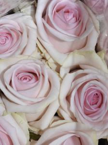 Розы Свит ревайвл (Sweet revival) 70 см.