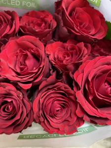 Розы Кения бордовые 50см.