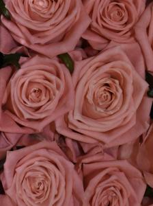 Розы Карина (Karina) 80 см.