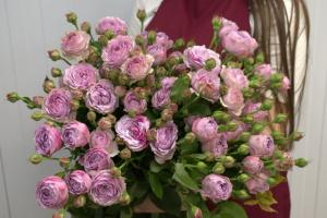 Кустовая пионовидная роза Лаванда баблс 60 см.