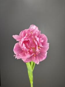 Тюльпаны пионовидные розовые 