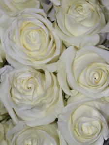 Розы Аваланш (Avalanche) 70 см.