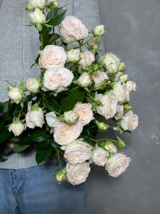 Кустовые розы Софи 80 см.