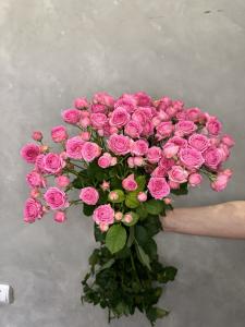 Кустовая роза Супер сенсейшн 60см