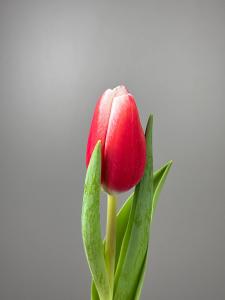 Тюльпан красно-белый