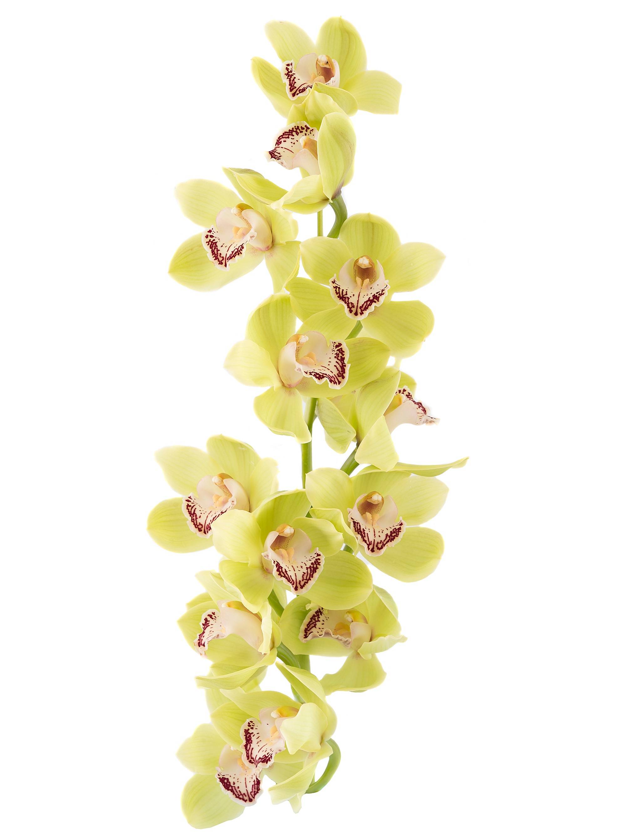 Купить орхидею в чебоксарах. Орхидея Цимбидиум. Орхидея Цимбидиум розовая. Орхидея Цимбидиум белая. Цимбидиум срезка.
