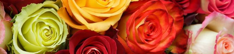 Линия розы - официальный представитель Credible Blooms ltd (Кения).