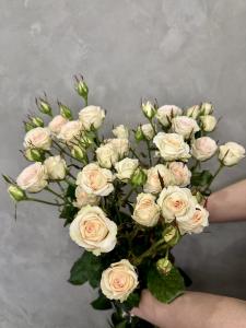 Кустовая роза Пинки промис 80 см.