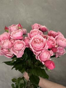 Кустовая роза Сильва пинк 70-80 см.