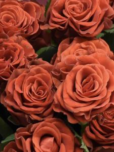 Розы Эль Торо (El Toro) 60 см.