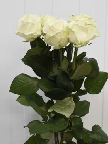 Розы Аваланш (Avalanche) 80 см.