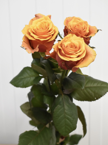 Розы Испания (Ispania) 50 см.