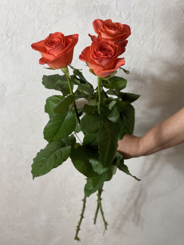 Розы Вау (Wow) 60 см.