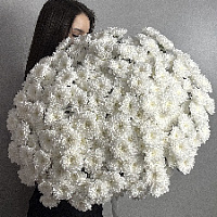 Хризантемы