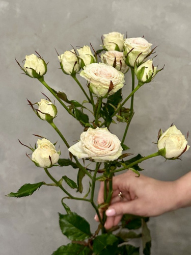 Кустовая роза Пинки промис 80 см.