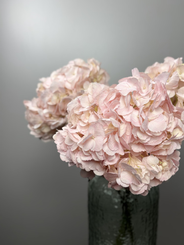 Гортензия Розовая