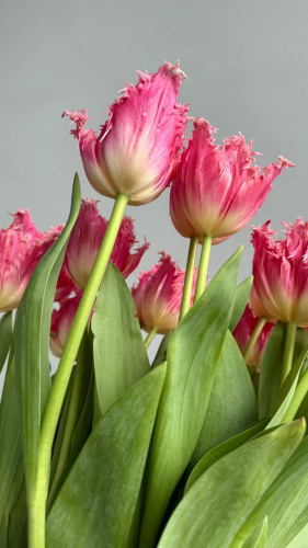 Махровый розовый тюльпан шт