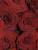 Розы Ред Наоми (Red Naomi) 50 см.