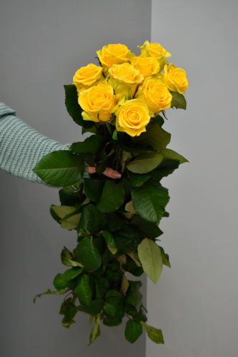 Розы Пенни Лейн (Penni Lane) 70 см.