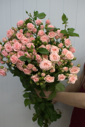 Кустовая роза Лидия 60 см.