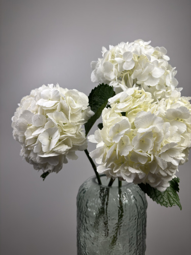 Гортензия Белая