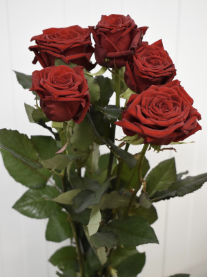 Розы Ред Наоми (Red Naomi) 70 см.