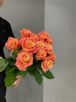 Розы Мисс Пигги (Miss Piggy) 60 см.