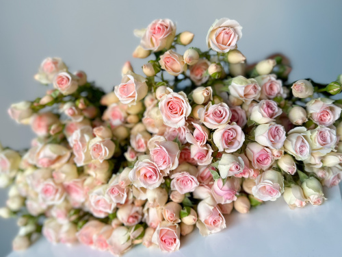 Кустовые розы Флиртинг баблс 60 см.