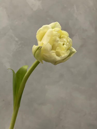Тюльпан пионовидный кремовый