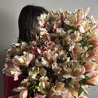 Альстромерии