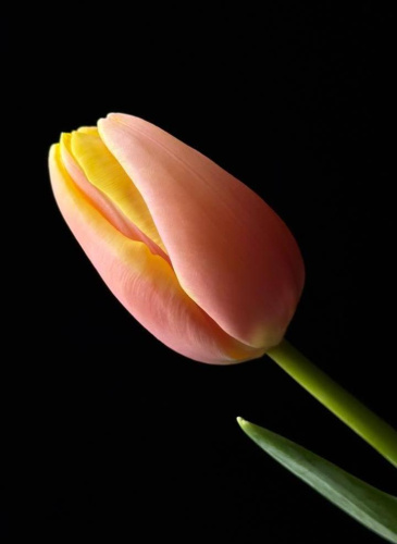 Тюльпаны Roman impire