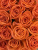 Розы Вау (Wow) 70 см.