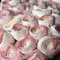 Ранункулюсы