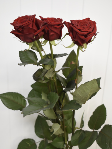 Розы Ред Наоми (Red Naomi) 80 см.